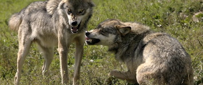 Wolf und Weidehaltung – Positionspapier